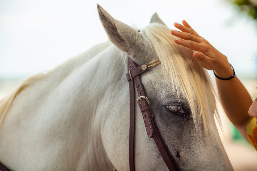 beautiful-horse-reiki-treatment